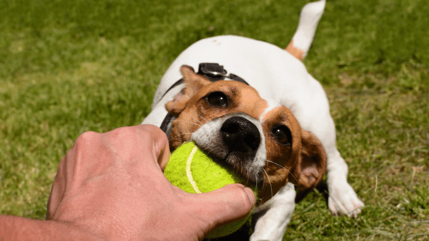 Small dog with brown and white coat playing with green tennis ball on grass