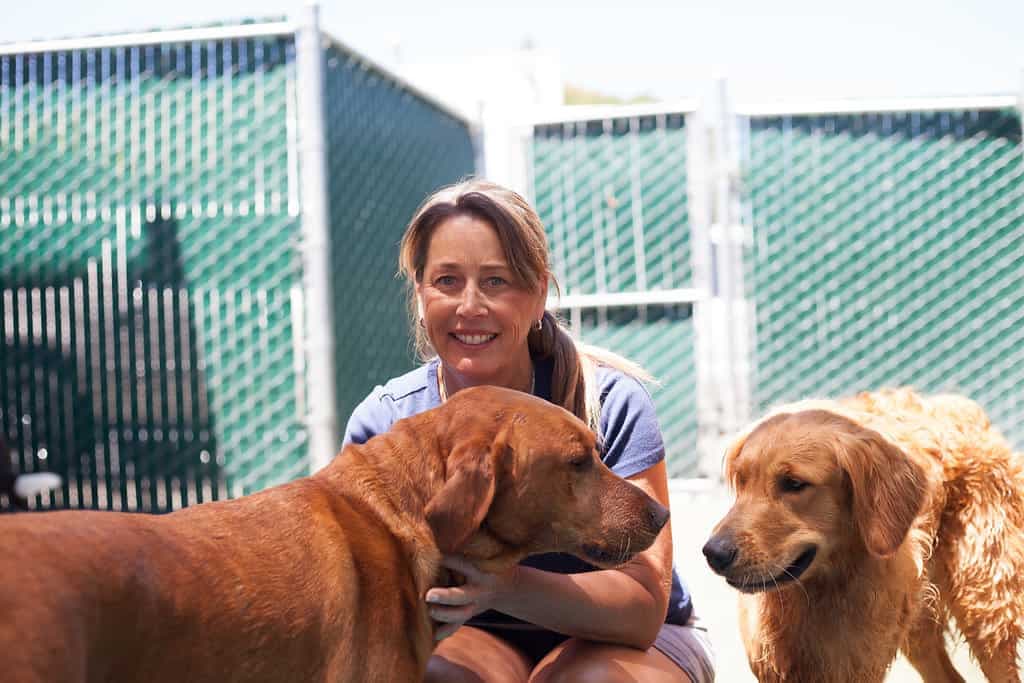 Woman at outdoor kennel with two brown dogs and metal fencing in background