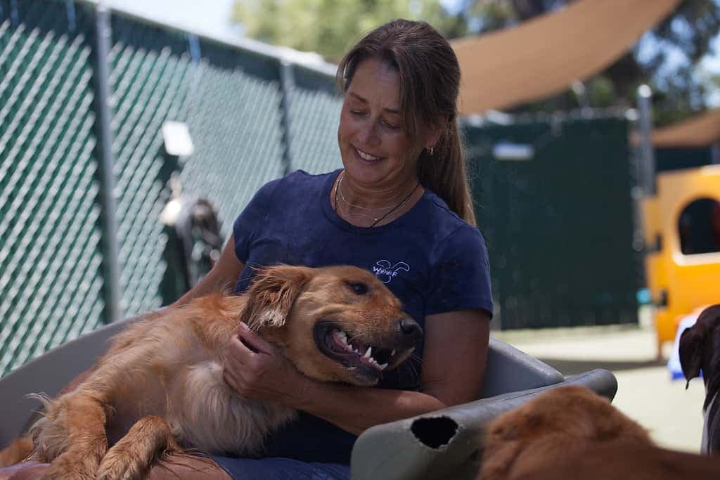 Woman with brown dog at outdoor kennel with metal fencing in bright sunlight