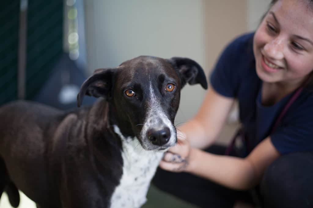 Smiling woman in blue shirt petting a black and white dog with amber eyes
