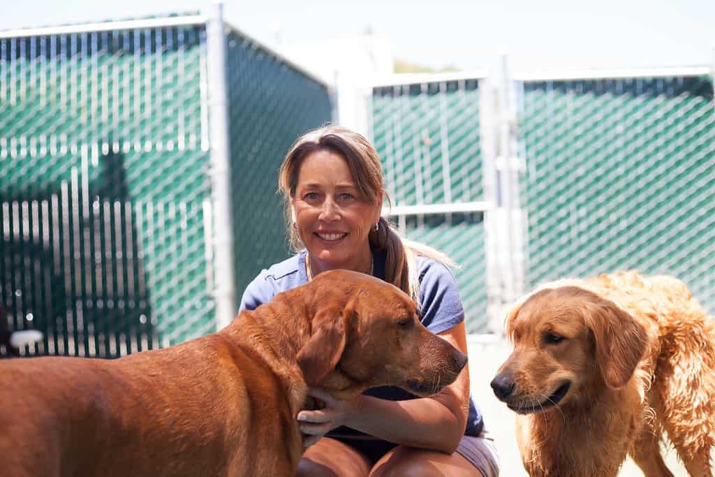 Woman at outdoor kennel with two brown dogs and metal fencing in background