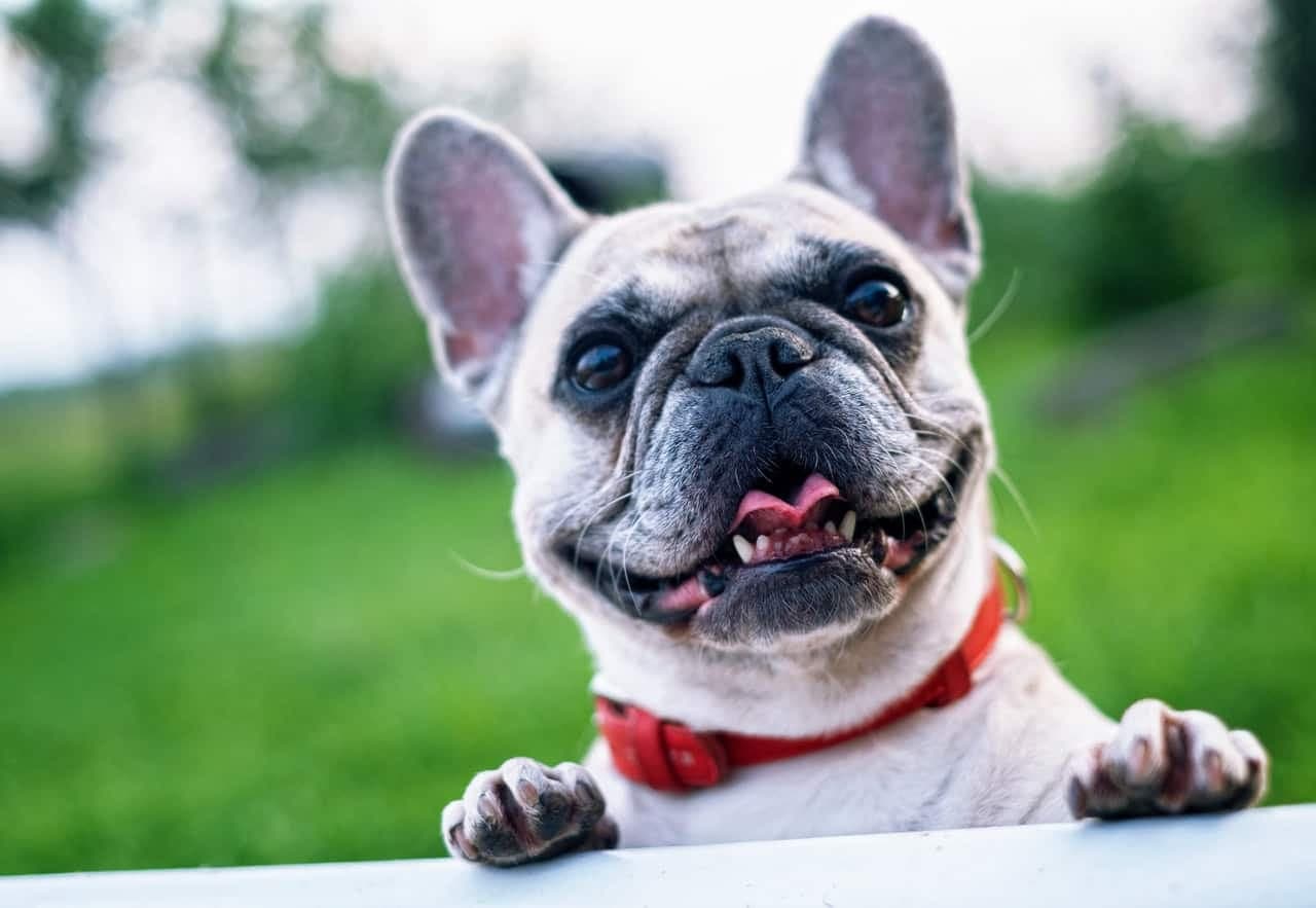 Happy French bulldog with tongue out wearing red collar outdoors