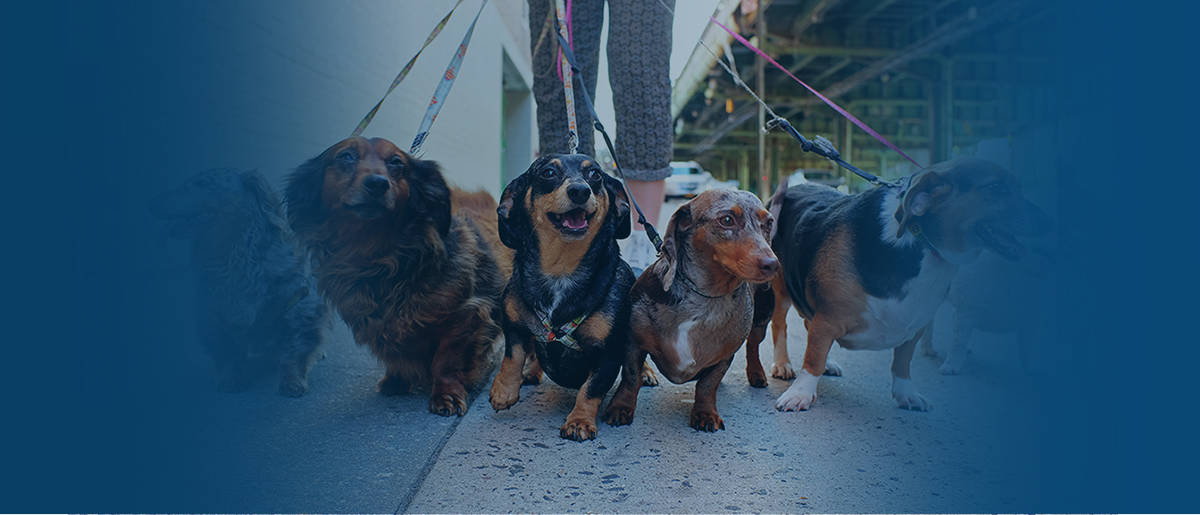 Animal Services